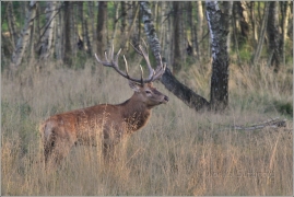 <p>JELEN LESNÍ (Cervus elaphus) obora /Red deer - Rothirsch/</p>